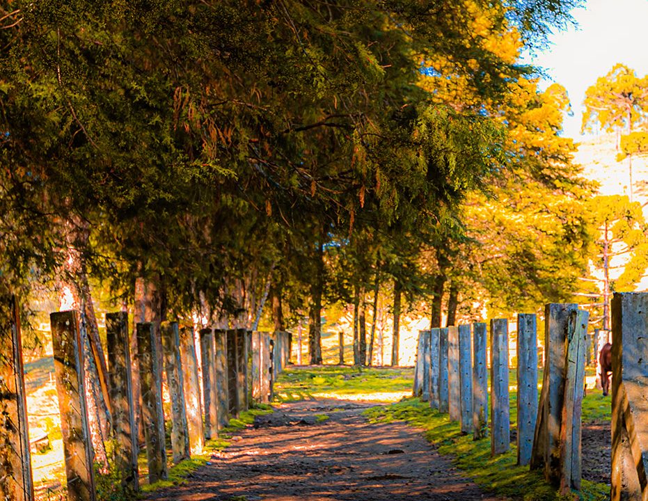 caminho rural fine art