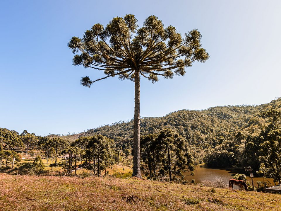 araucaria fine art bliss fotografias