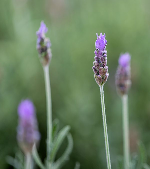 botanicolargo 055